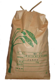 冷蔵保存コシヒカリ2022年産　玄米